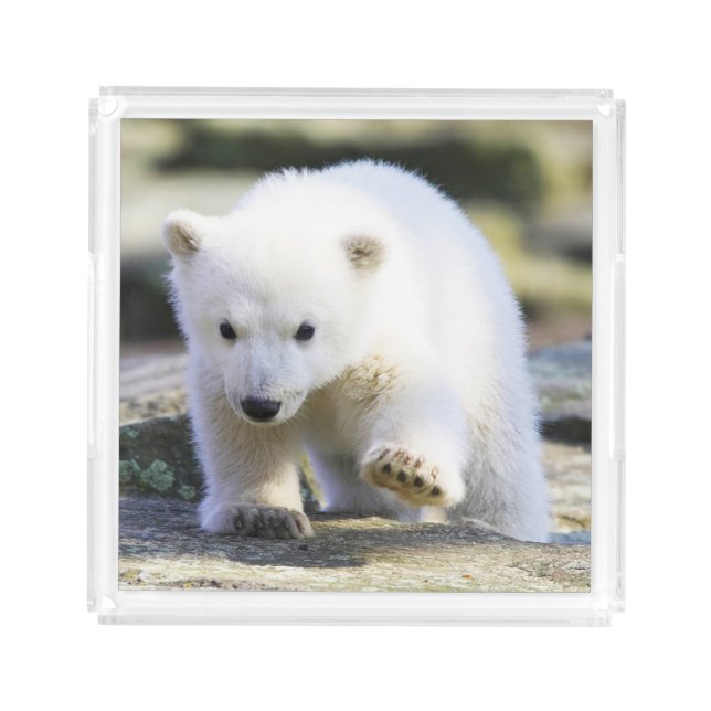 Cutest Baby Animals | Baby Polar Bear Acrylic Tray (Front)