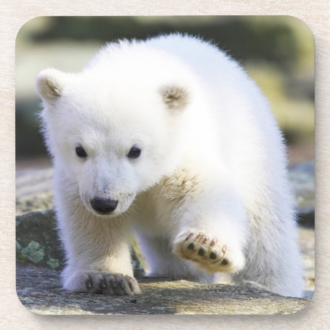 Cutest Baby Animals | Baby Polar Bear Beverage Coaster (Front)