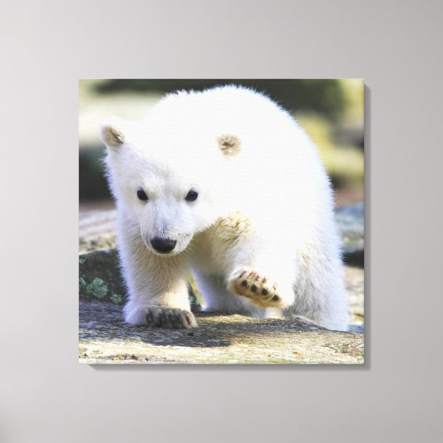 Cutest Baby Animals | Baby Polar Bear Canvas Print (Front)