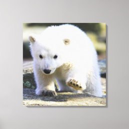 Cutest Baby Animals | Baby Polar Bear Canvas Print