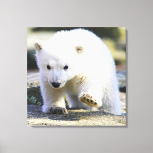 Cutest Baby Animals   Baby Polar Bear Canvas Print