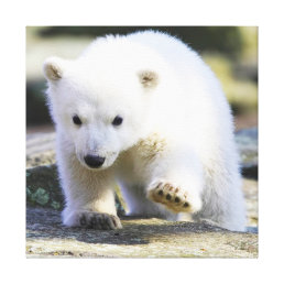 Cutest Baby Animals | Baby Polar Bear Canvas Print