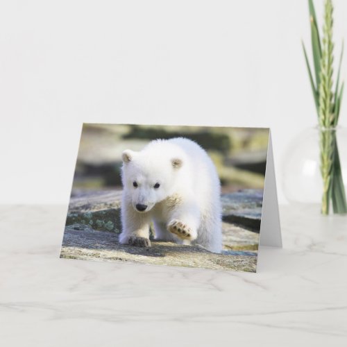 Cutest Baby Animals  Baby Polar Bear Card