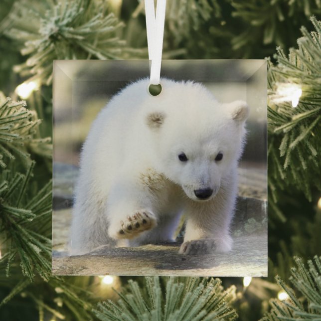 Cutest Baby Animals | Baby Polar Bear Cub Glass Ornament (Insitu)