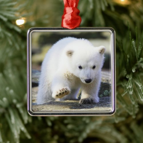 Cutest Baby Animals  Baby Polar Bear Cub Metal Ornament