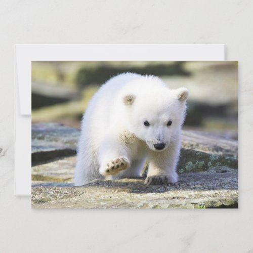 Cutest Baby Animals  Baby Polar Bear Cub Thank You Card