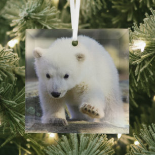 Cutest Baby Animals   Baby Polar Bear Glass Ornament