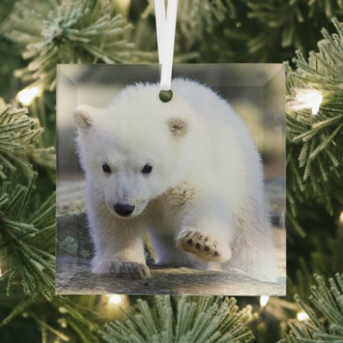 Cutest Baby Animals  Baby Polar Bear Glass Ornament
