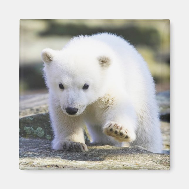 Cutest Baby Animals | Baby Polar Bear Magnet (Front)