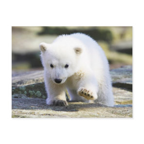 Cutest Baby Animals | Baby Polar Bear Postcard