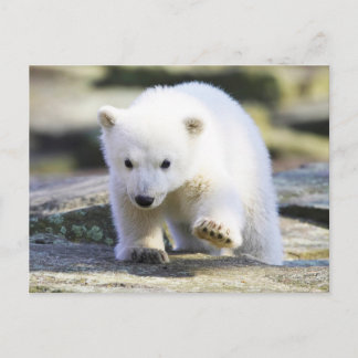Cutest Baby Animals | Baby Polar Bear Postcard