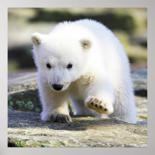 Cutest Baby Animals   Baby Polar Bear Poster