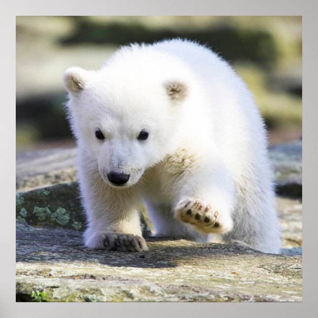 Cutest Baby Animals | Baby Polar Bear Poster (Front)