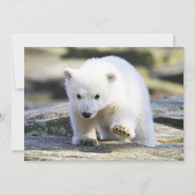 Cutest Baby Animals | Baby Polar Bear Thank You Card (Front)
