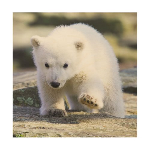 Cutest Baby Animals  Baby Polar Bear Wood Wall Art
