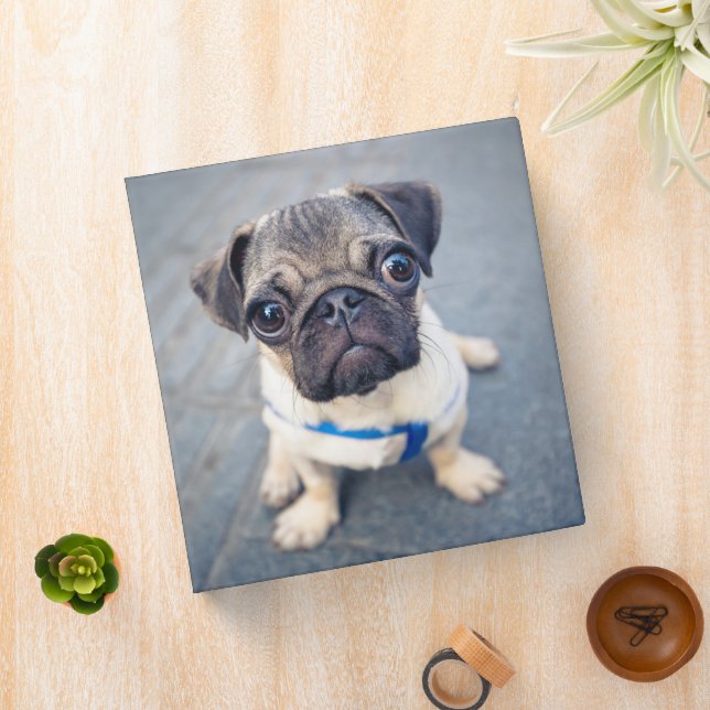 Cutest Baby Animals | Baby Pug 3 Ring Binder (In Situ)