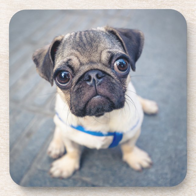 Cutest Baby Animals | Baby Pug Beverage Coaster (Front)