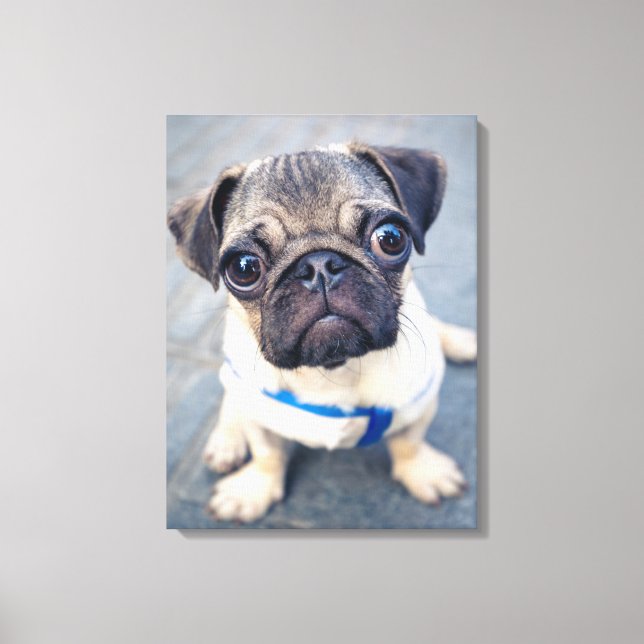 Cutest Baby Animals | Baby Pug Canvas Print (Front)