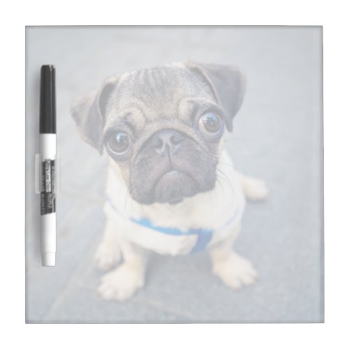 Cutest Baby Animals  Baby Pug Dry Erase Board
