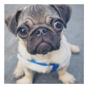 Cutest Baby Animals   Baby Pug Faux Canvas Print