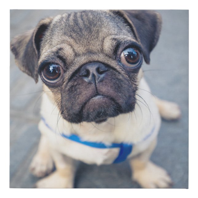 Cutest Baby Animals | Baby Pug Faux Canvas Print (Front)