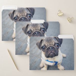 Cutest Baby Animals Baby Pug File Folder
