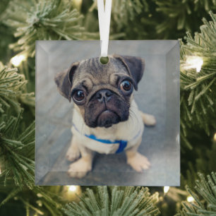 Cutest Baby Animals Baby Pug Glass Ornament