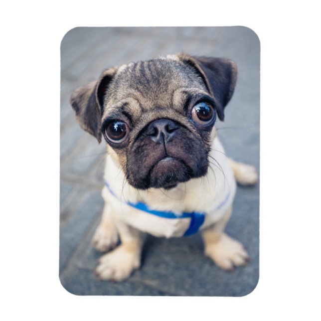 Cutest Baby Animals | Baby Pug Magnet (Vertical)