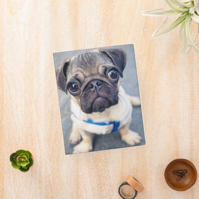 Cutest Baby Animals | Baby Pug Mini Binder (InSitu)