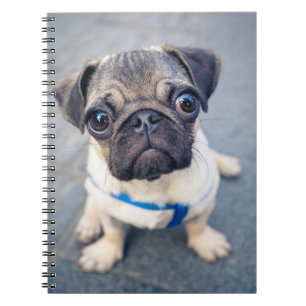 Cutest Baby Animals   Baby Pug Notebook