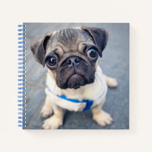 Cutest Baby Animals   Baby Pug Notebook