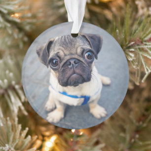 Cutest Baby Animals Baby Pug Ornament