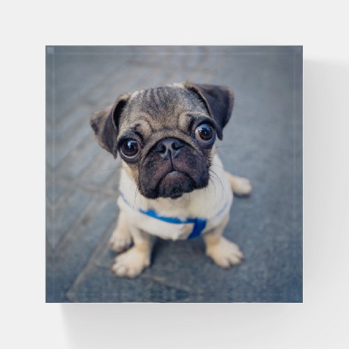 Cutest Baby Animals  Baby Pug Paperweight