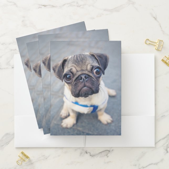 Cutest Baby Animals | Baby Pug Pocket Folder (In Situ)