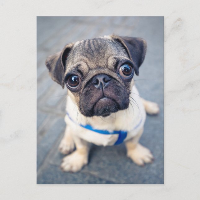 Cutest Baby Animals | Baby Pug Postcard (Front)