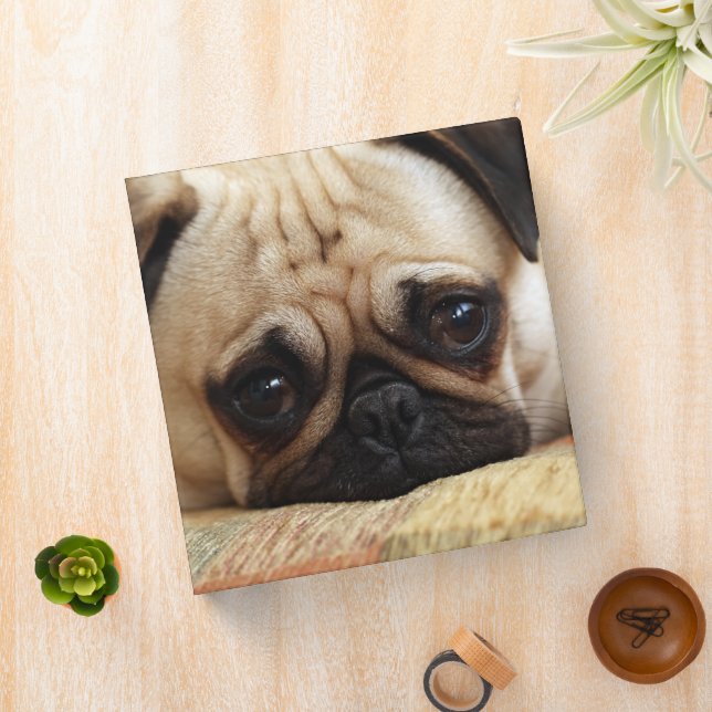 Cutest Baby Animals | Baby Pug Puppy 3 Ring Binder (In Situ)