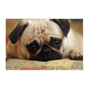 Cutest Baby Animals Baby Pug Puppy Acrylic Print