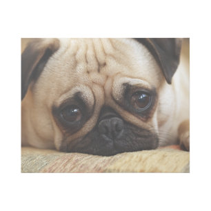Cutest Baby Animals Baby Pug Puppy Gallery Wrap
