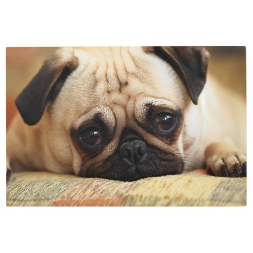 Cutest Baby Animals  Baby Pug Puppy Metal Print