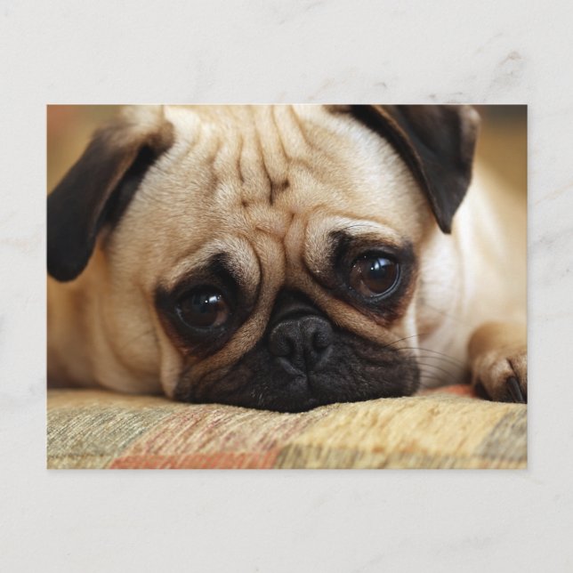 Cutest Baby Animals | Baby Pug Puppy Postcard (Front)