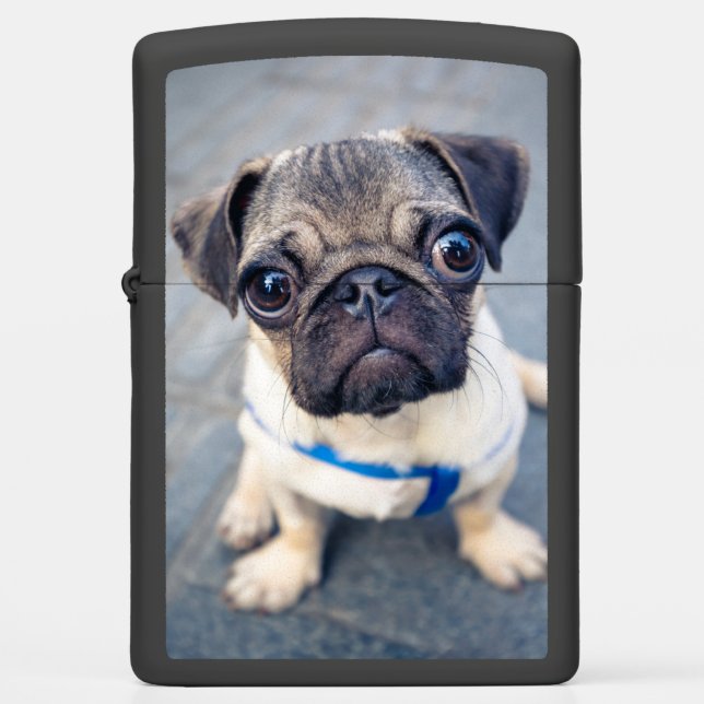 Cutest Baby Animals | Baby Pug Zippo Lighter (Front)