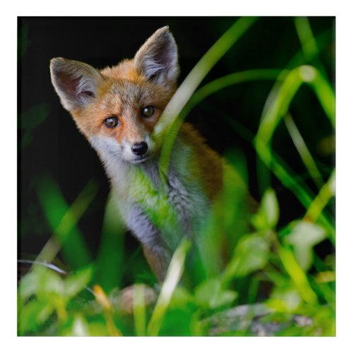 Cutest Baby Animals  Baby Red Fox Acrylic Print