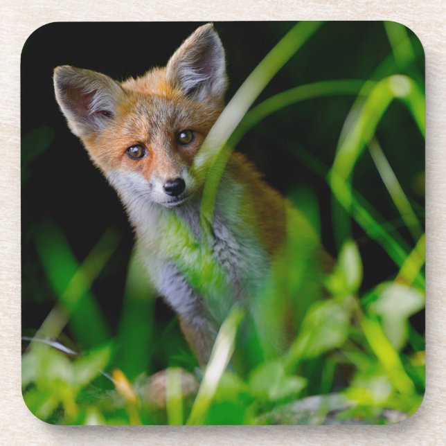 Cutest Baby Animals | Baby Red Fox Beverage Coaster (Front)
