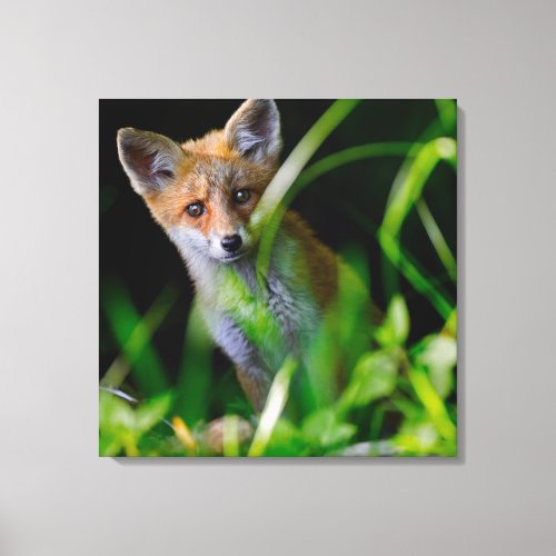 Cutest Baby Animals  Baby Red Fox Canvas Print