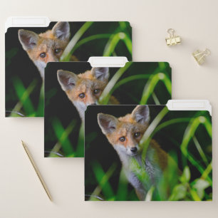 Cutest Baby Animals   Baby Red Fox File Folder