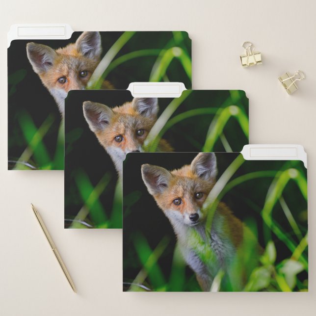 Cutest Baby Animals | Baby Red Fox File Folder (Set)