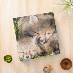 Cutest Baby Animals   Baby Red Fox Kits Sleeping 3 Ring Binder