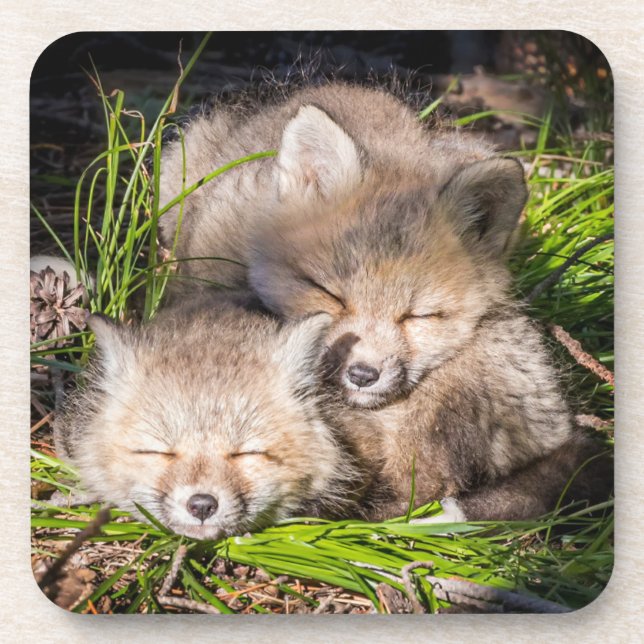 Cutest Baby Animals | Baby Red Fox Kits Sleeping Beverage Coaster (Front)