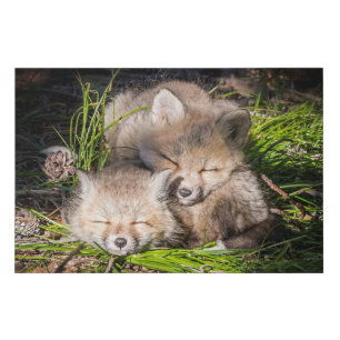 Cutest Baby Animals   Baby Red Fox Kits Sleeping Faux Canvas Print
