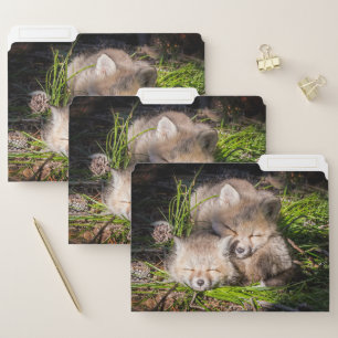Cutest Baby Animals   Baby Red Fox Kits Sleeping File Folder